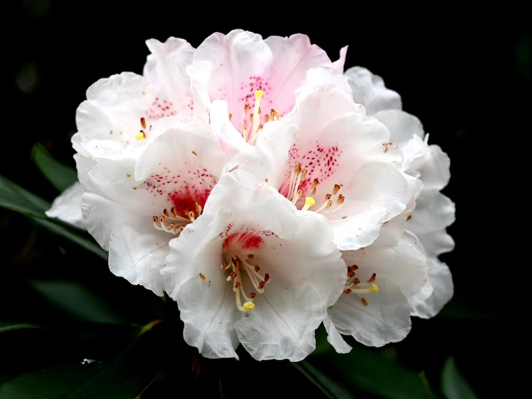 R. morii